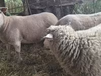 Schaf, Schafe — Foto 5