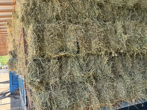 Lucernă