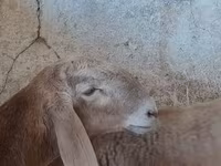 แกะตัวผู้, Arashan sheep — รูปภาพ 1