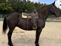 Kuda betina, Percheron — foto 5