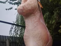 قوچ, گوسفند — عکس 3