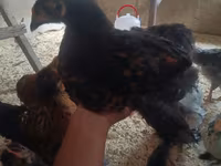 Chickens — 사진 1