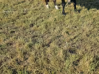 Tyre, Holstein-race — foto 1