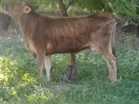 گاو ماده, گاو — عکس 1