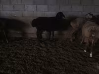Baran, Owce — zdjęcie 1