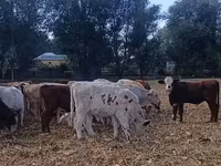 گاو نر, نژاد آولی‌اکول — عکس 1