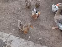 Ducks — ፎቶ 1