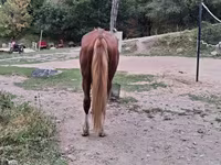 Жребец, Kazakh horse — снимка 4
