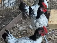 Chickens — foto 4