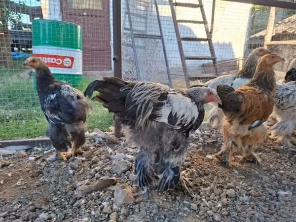 Brahma