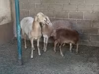 Får, Arashan sheep — foto 2
