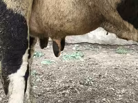 Krava, Russian Black pied cattle — fotografija 4