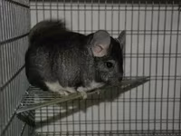 Vindem coliere din aluminiu pentru chinchila (șinșila,chinchila,шиншила) — foto 5