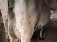 Vaca, Ganado vacuno — foto 3