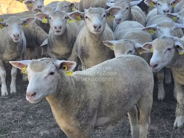 میش, Ile-de-France sheep