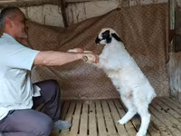 قوچ, Hissar sheep — عکس 4