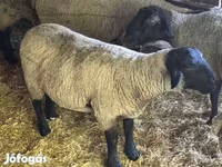 Vædder, White Suffolk sheep — foto 5