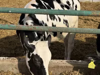Vache, Russian Black pied cattle — photo 1