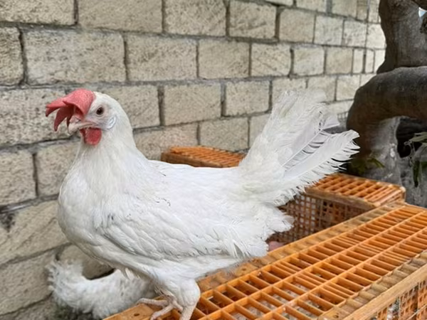 leghorn