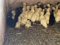 Ducks — عکس 2