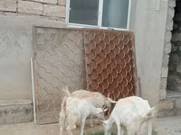 แพะตัวเมีย, Saanen goat — รูปภาพ 1