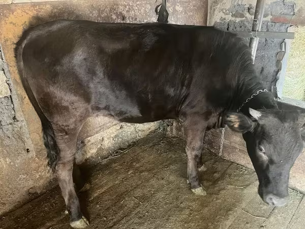 گاو ماده, Swiss cattle