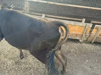 ላም, Cattle — ፎቶ 1