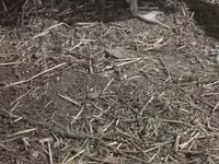 Ducks — foto 2