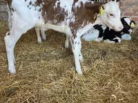 Bovinos (lote, sexo no especificado), Aberdeen-Angus — foto 4