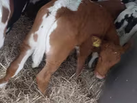 گاو نر, Simmental cattle — عکس 3
