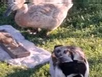 Ducks — ảnh 3