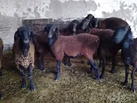 Cămilă femelă, Cămile — foto 1