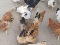نورث هالند بلو — عکس 6