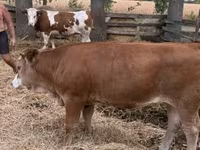 گاو ماده, Simmental cattle — عکس 6