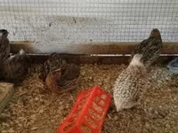 Quails — تصویر 7
