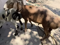 Widder, Arashan sheep — Foto 1