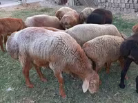 Baran, Edilbay sheep — zdjęcie 4