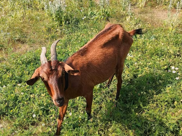 Koza, Alpine goat