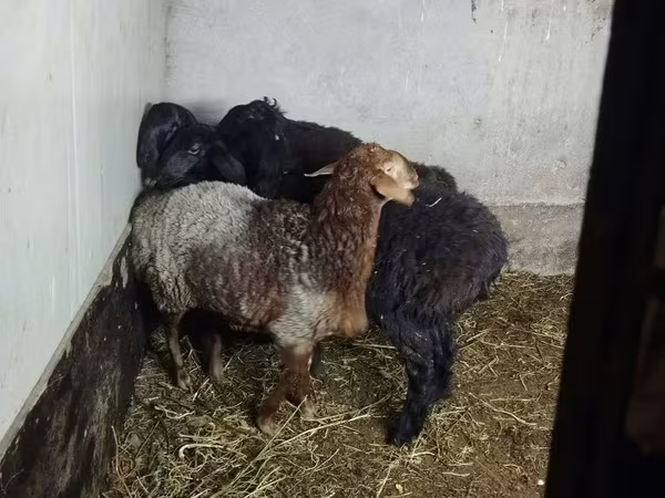 Ovce, Hissar sheep