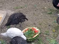 Turkeys — sawirka 6