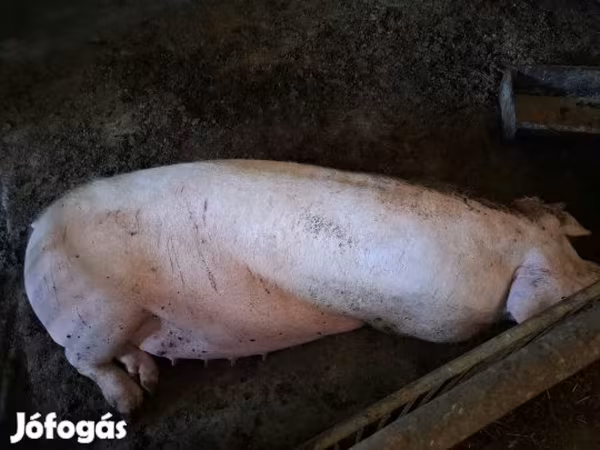 Babi betina, Дюрок