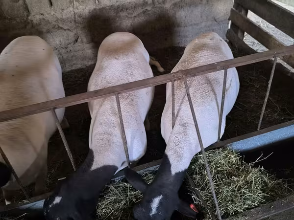 Pecora, Dorper sheep — Kirghizistan