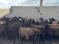 Baran, Owce — zdjęcie 6