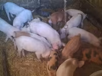 Babi betina, Дюрок — foto 2
