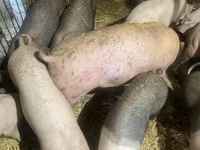 Schweine (Partie, Geschlecht nicht angegeben), Schweine — Foto 7