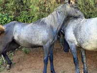 Égua, Thoroughbred horse — foto 3