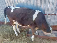 Mucca, Simmental cattle — foto 5