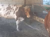 황소, Simmental cattle — 사진 2