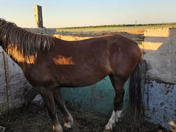 Iapă, Cai