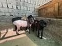 Beran, Rhon sheep — foto 6